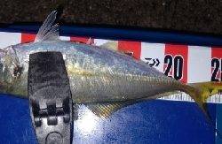 尺アジ出ました！